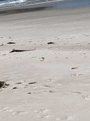 Thinornis cucullatus