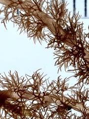 Echinothamnion hystrix