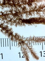 Echinothamnion hystrix