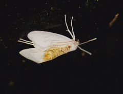 Lepidoptera
