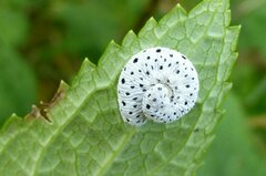 Tenthredo scrophulariae