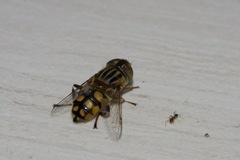 Eristalinus punctulatus