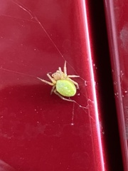 Araniella opisthographa