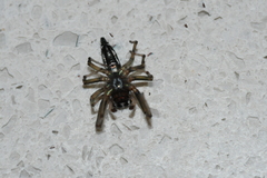 Cosmophasis micarioides