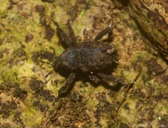 Nechyrus incomptus