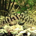 Loaches - Photo anonymous, no known copyright restrictions (public domain)