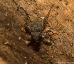 Onidistus araneus