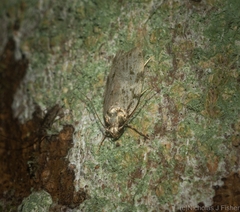 Barea nymphica
