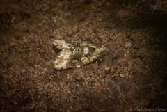 Aeolostoma scutiferana