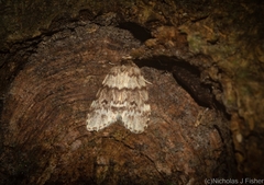 Scaphidriotis xylogramma