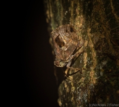 Cotylana angustifrons