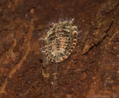 Monophlebidae