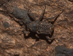 Nechyrus incomptus