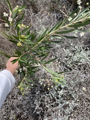 Gomphocarpus fruticosus