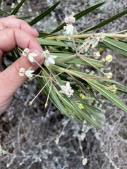 Gomphocarpus fruticosus