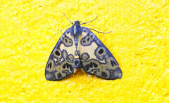 Pantherodes pardalaria