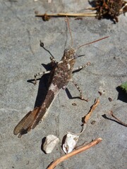 Oedipoda germanica meridionalis
