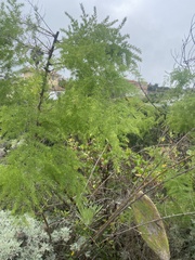Asparagus scoparius image