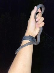 Nerodia clarkii compressicauda