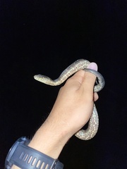 Nerodia clarkii compressicauda