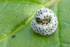 Tenthredo scrophulariae