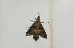 Macroglossum divergens