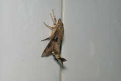 Macroglossum divergens