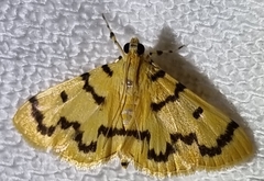 Dichocrocis clytusalis