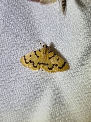 Dichocrocis clytusalis