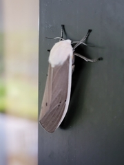 Creatonotos transiens