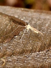 Trichoceridae