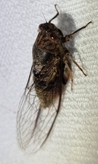 Birrima varians