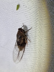 Birrima varians