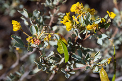 Senna artemisioides