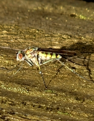 Liancalus virens