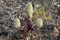 Ptilotus nobilis