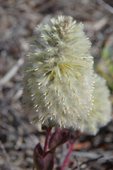Ptilotus nobilis