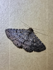 Diatenes aglossoides