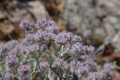 Ptilotus sessilifolius