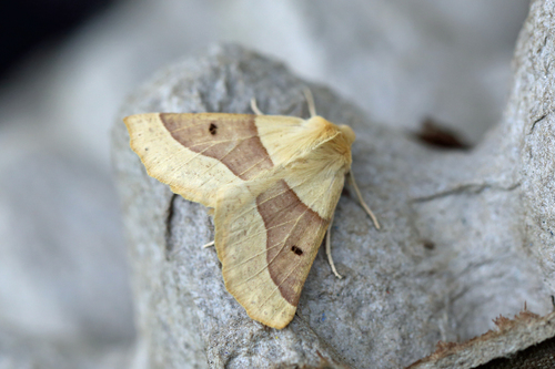 Scalloped Oak photo 4
