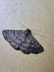 Diatenes aglossoides