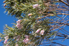 Eremophila