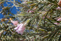 Eremophila