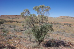 Eremophila