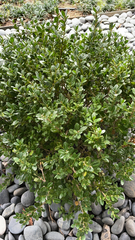 Buxus sempervirens