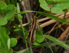 Calliptamus plebeius