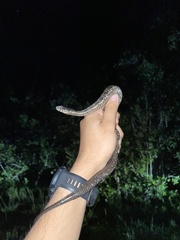 Nerodia clarkii compressicauda