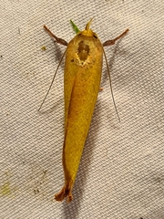 Wingia aurata