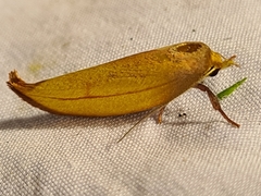 Wingia aurata