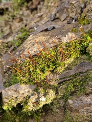 Tortula muralis